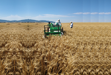 Harvest in rice